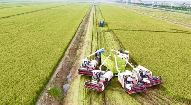 射阳“黄海岛”沼田米获国家绿色食品A级认证(图1)