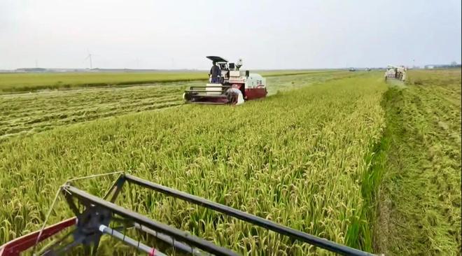 射阳“黄海岛”沼田米获国家绿色食品A级认证(图2)