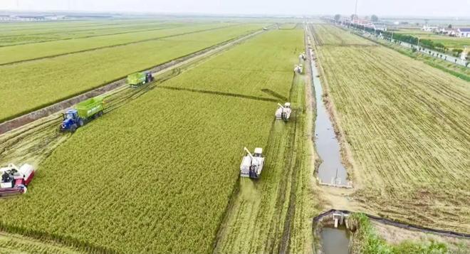 射阳“黄海岛”沼田米获国家绿色食品A级认证(图3)