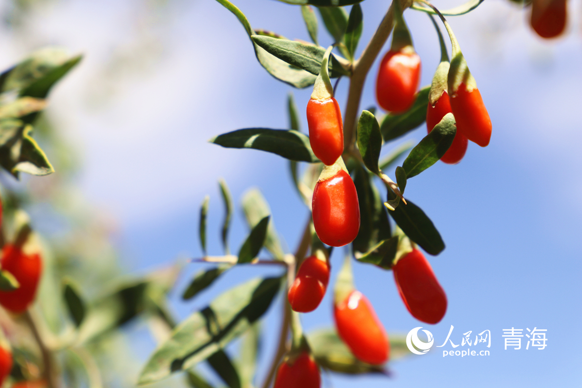 青海海西特色产业“链”出好“丰”景(图1)