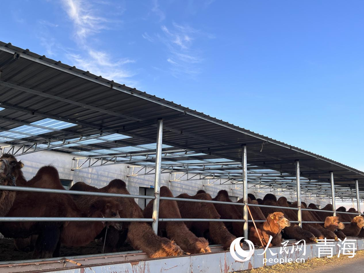 青海海西特色产业“链”出好“丰”景(图2)
