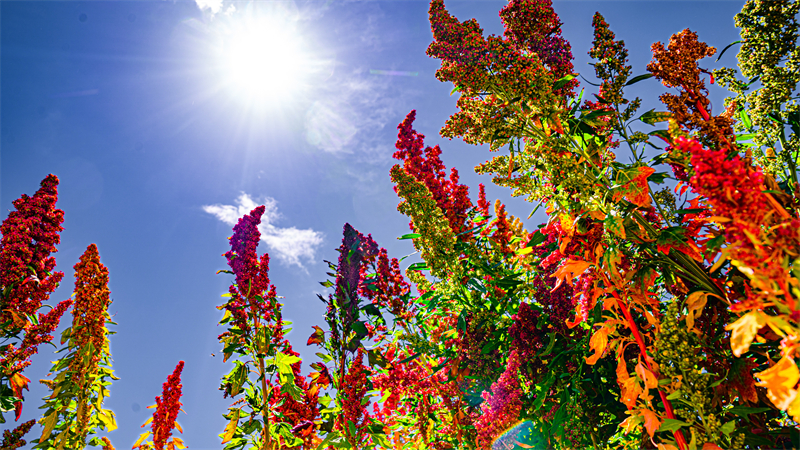 青海海西特色产业“链”出好“丰”景(图3)