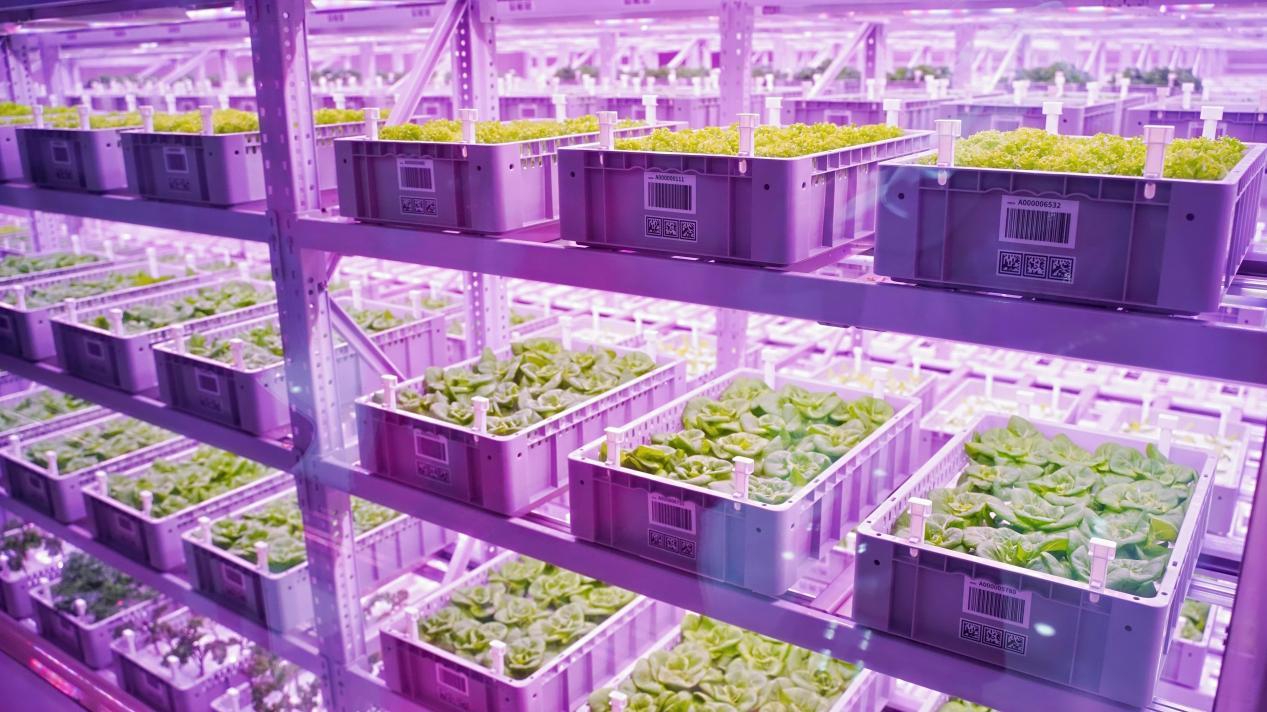 数智赋能、场景破圈青岛农品点亮城市新“丰景”!(图4)