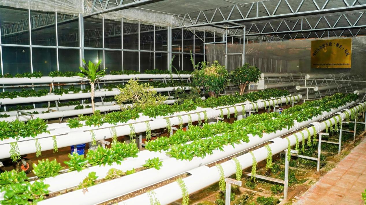 数智赋能、场景破圈青岛农品点亮城市新“丰景”!(图3)