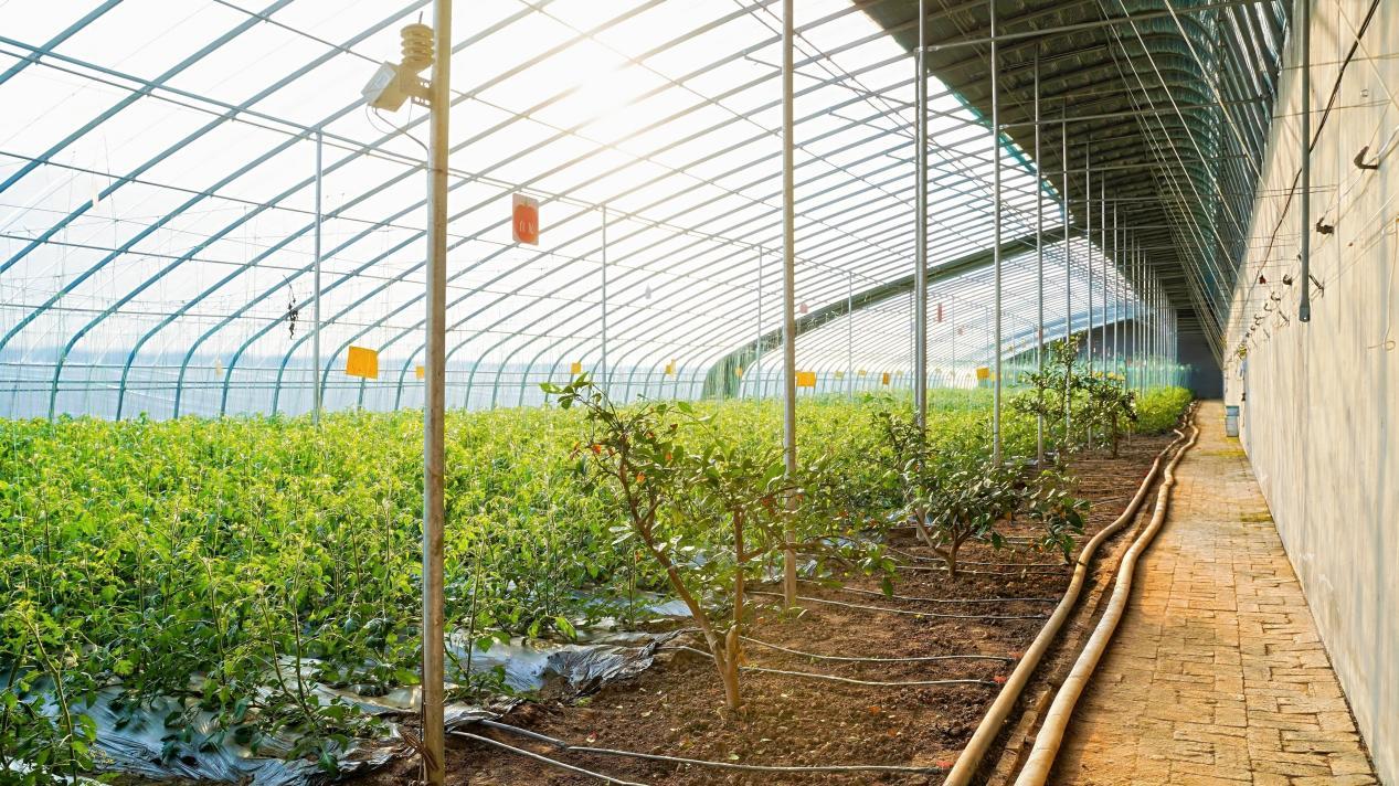 数智赋能、场景破圈青岛农品点亮城市新“丰景”!(图14)