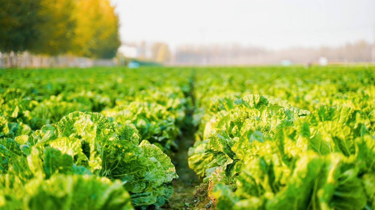 数智赋能、场景破圈青岛农品点亮城市新“丰景”!(图15)