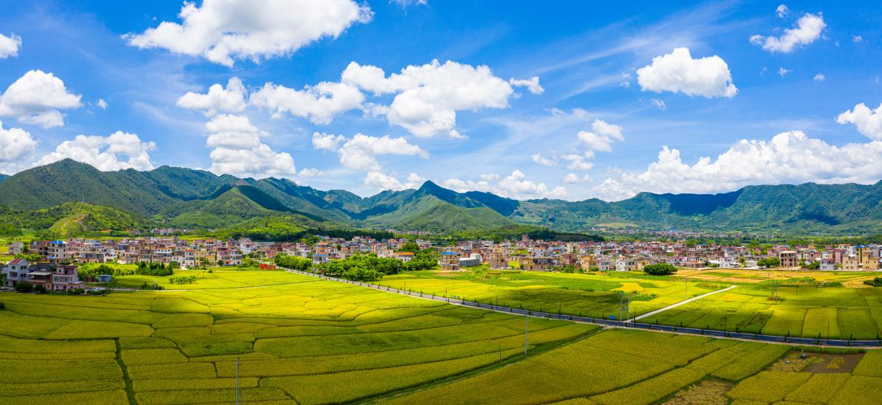 丰收季里看新兴！现代农业绘就“产业兴乡村美农民富”新图景(图1)