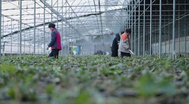 【精彩“十四五” 活力新永年】永年蔬菜：以质为基擘画产业发展新蓝图(图2)