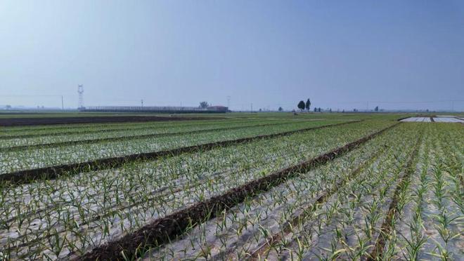 【精彩“十四五” 活力新永年】永年蔬菜：以质为基擘画产业发展新蓝图(图1)