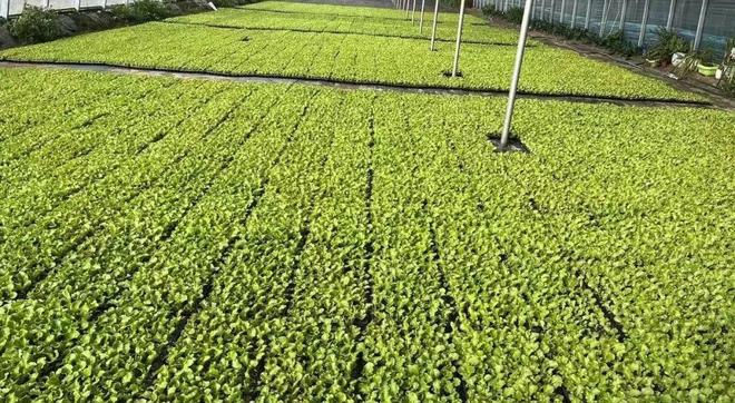 【精彩“十四五” 活力新永年】永年蔬菜：以质为基擘画产业发展新蓝图(图4)