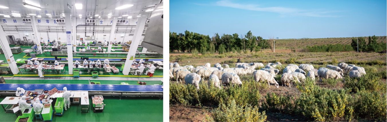 西鲜记:全链赋能盐池滩羊产业升级以品质与共富书写乡村振兴样本(图2)