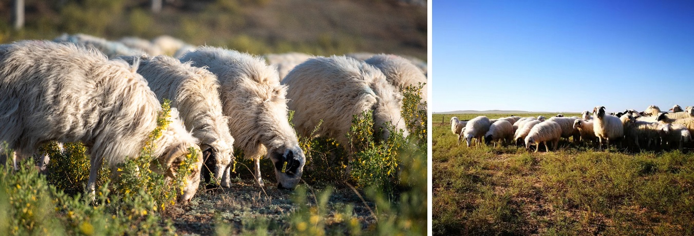西鲜记:全链赋能盐池滩羊产业升级以品质与共富书写乡村振兴样本(图4)