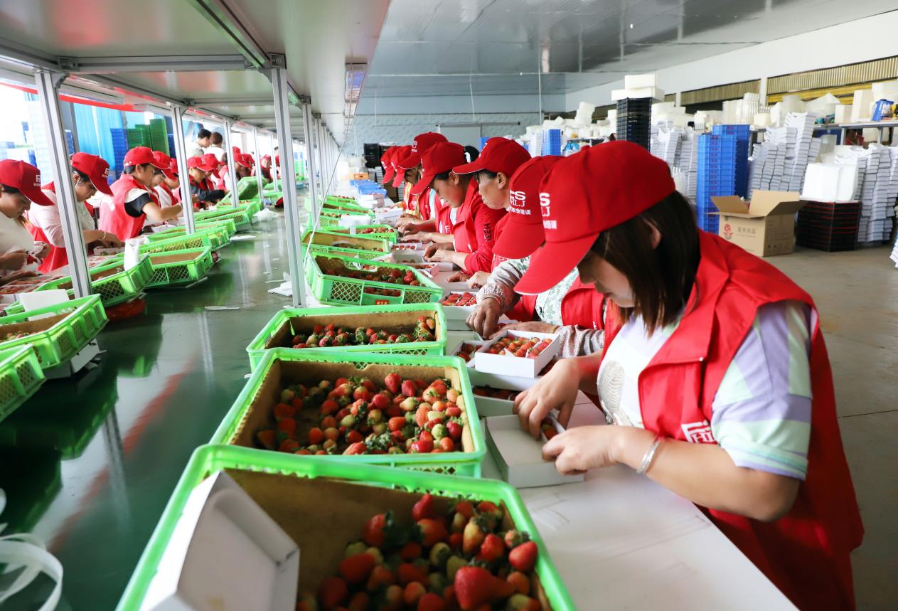 山海携手助巧家普陀同心促振兴(图1)