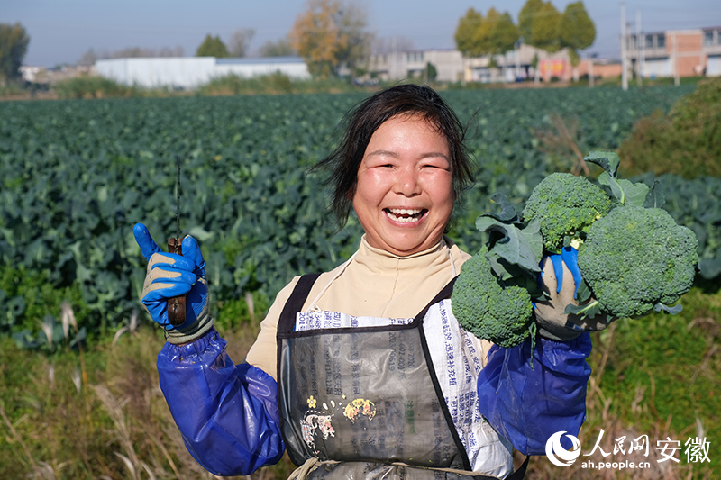 安徽蒙城:长三角“菜园子”鲜味十足(图1)
