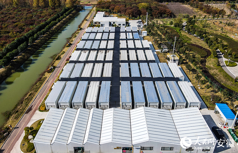 安徽蒙城:长三角“菜园子”鲜味十足(图3)