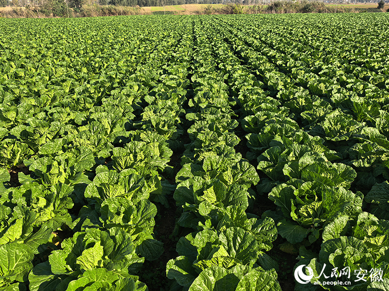 安徽蒙城:长三角“菜园子”鲜味十足(图2)