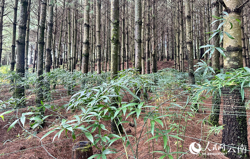 昆明禄劝：地里的“草”成了增收的“宝”(图1)