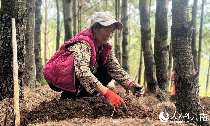 昆明禄劝：地里的“草”成了增收的“宝”(图2)