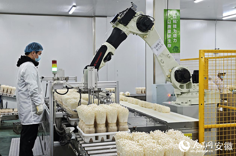 南谯的“四点水”丨农业“丰”水：“深耕”振兴路硕果“满粮仓”(图1)