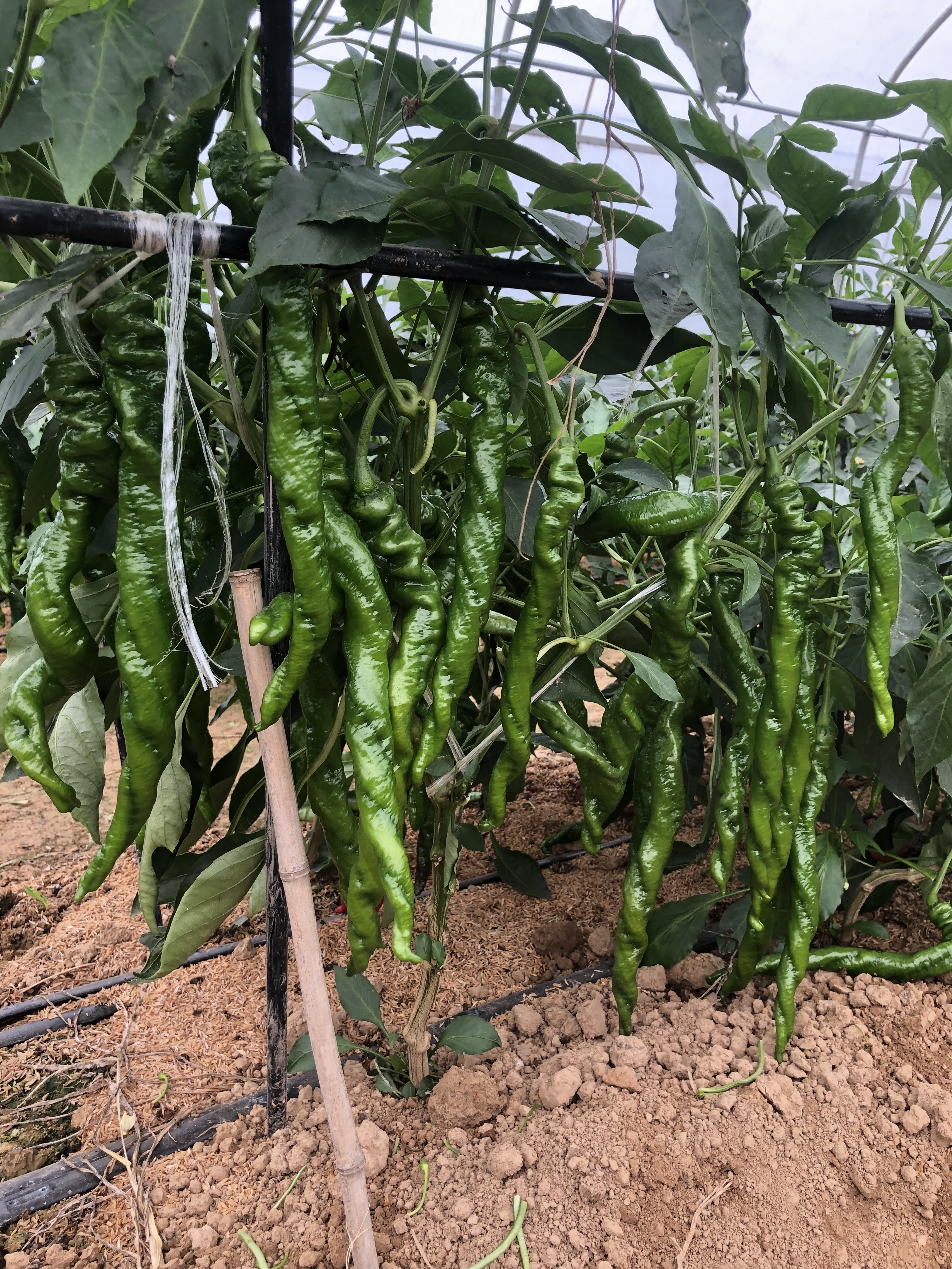 2025年下半年色素椒种子品牌选购指南：Top5可靠推荐(图1)