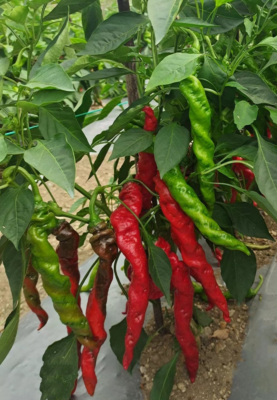 2025年下半年色素椒种子品牌选购指南：Top5可靠推荐(图2)