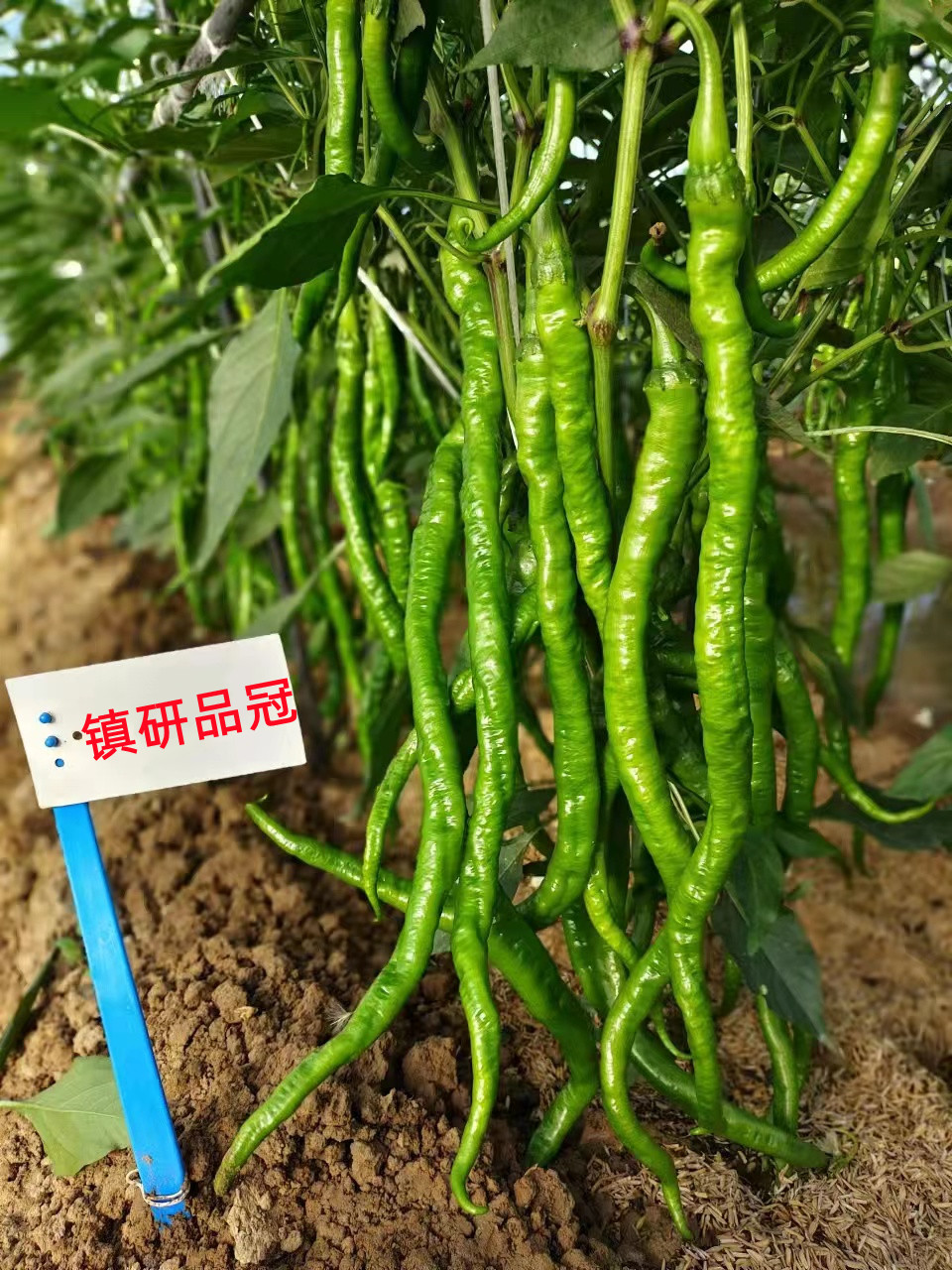 2025年下半年色素椒种子品牌选购指南：Top5可靠推荐(图3)