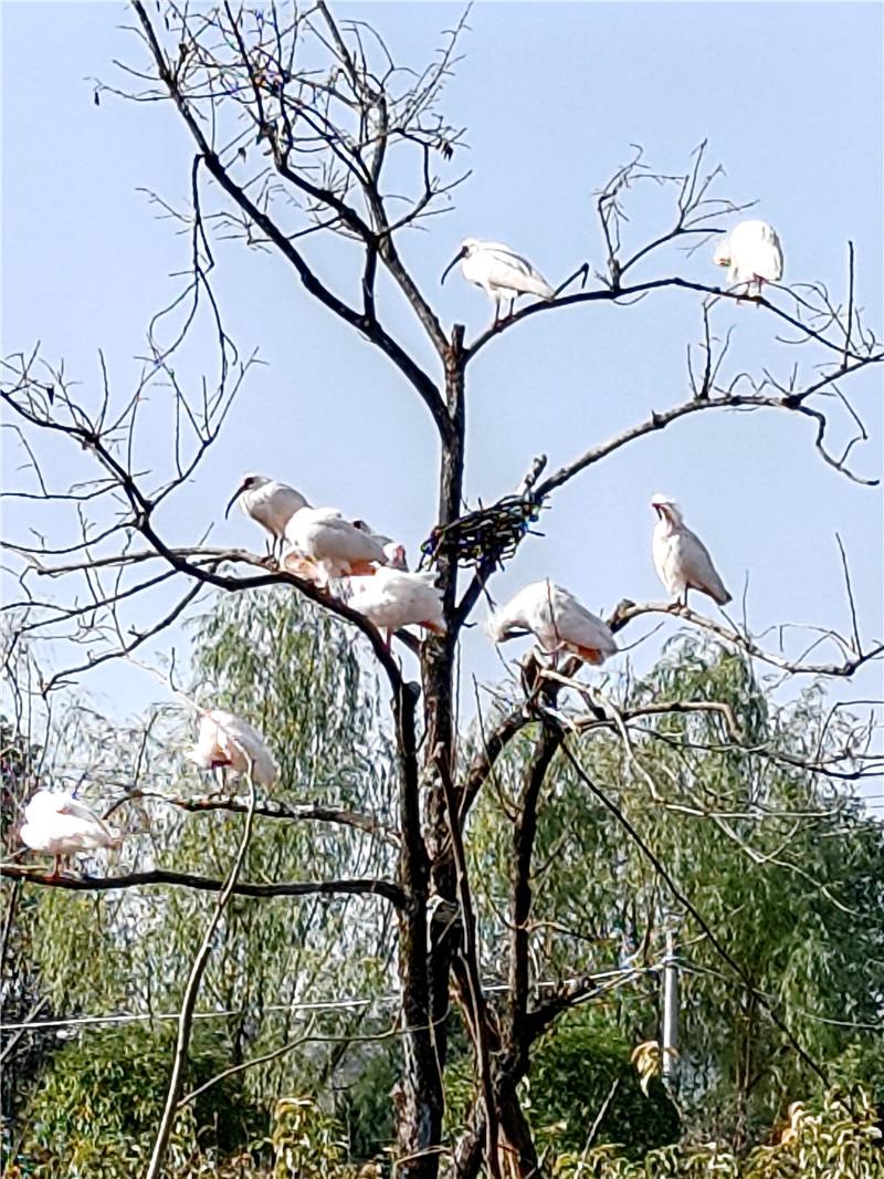 朱鹮振翅处青山变金山(图1)