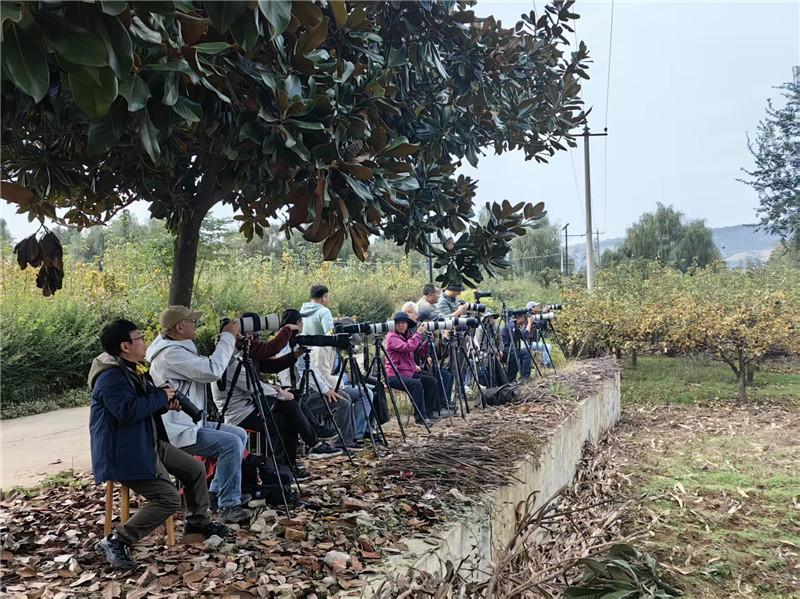 朱鹮振翅处青山变金山(图3)