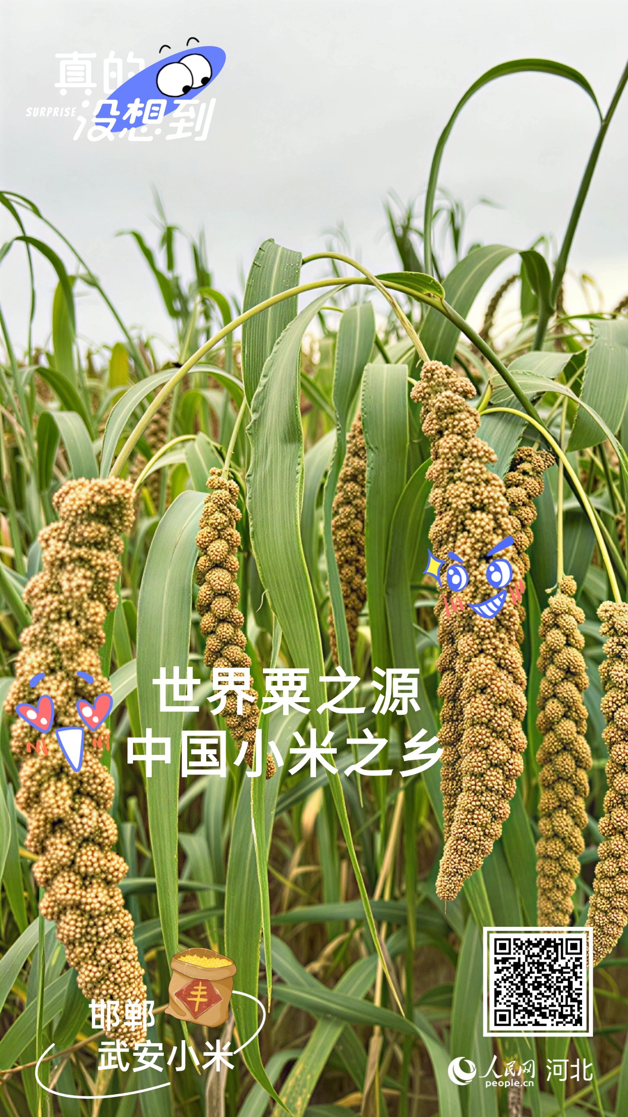 真的没想到｜邯郸这些农业“宝藏”享誉全国(图2)