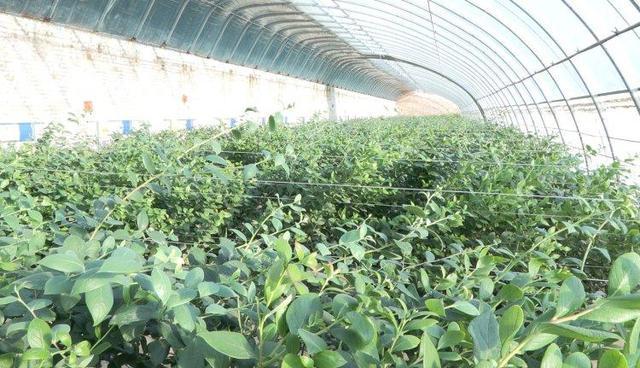 陕西神木南北沟村:冬日大棚绿意浓蓝莓产业助增收(图1)