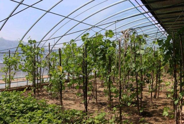 陕西神木南北沟村:冬日大棚绿意浓蓝莓产业助增收(图4)