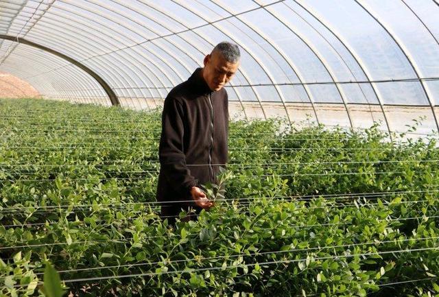 陕西神木南北沟村:冬日大棚绿意浓蓝莓产业助增收(图2)