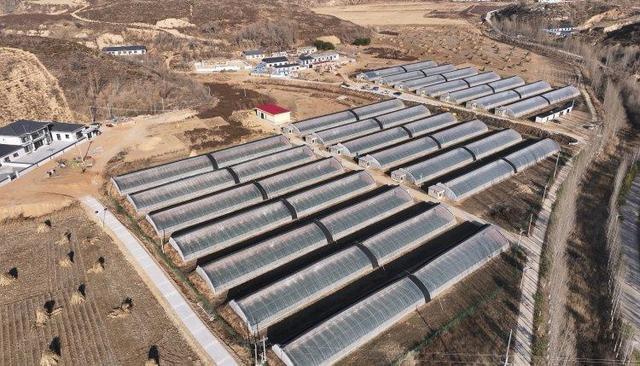 陕西神木南北沟村:冬日大棚绿意浓蓝莓产业助增收(图5)