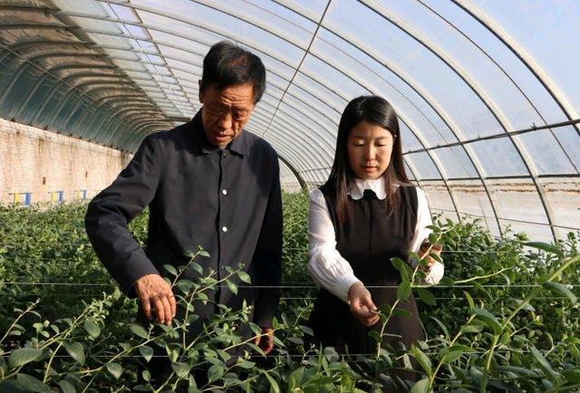 陕西神木南北沟村:冬日大棚绿意浓蓝莓产业助增收(图3)