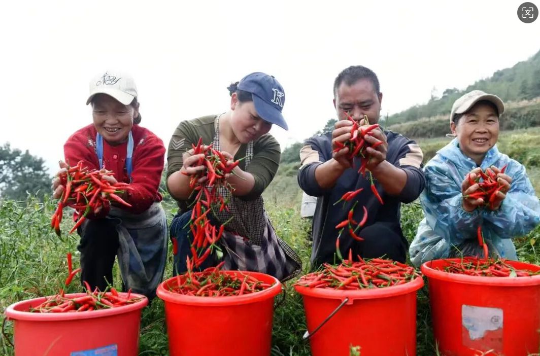 “农”墨重彩绘就贵州凉都沃野新画卷(图6)