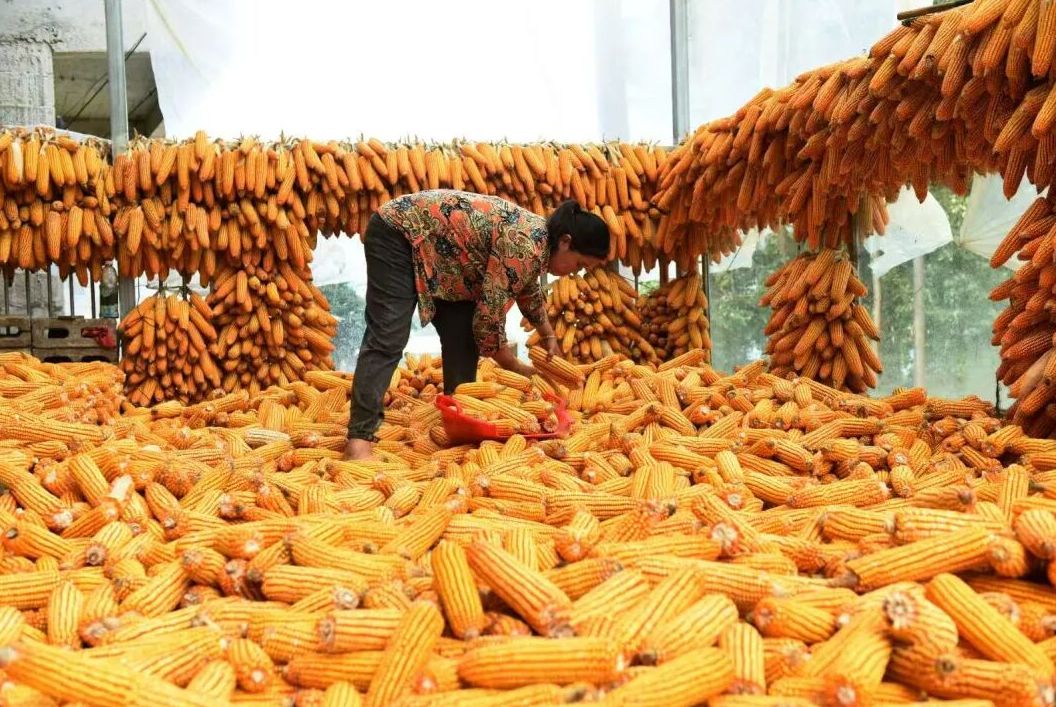 “农”墨重彩绘就贵州凉都沃野新画卷(图5)