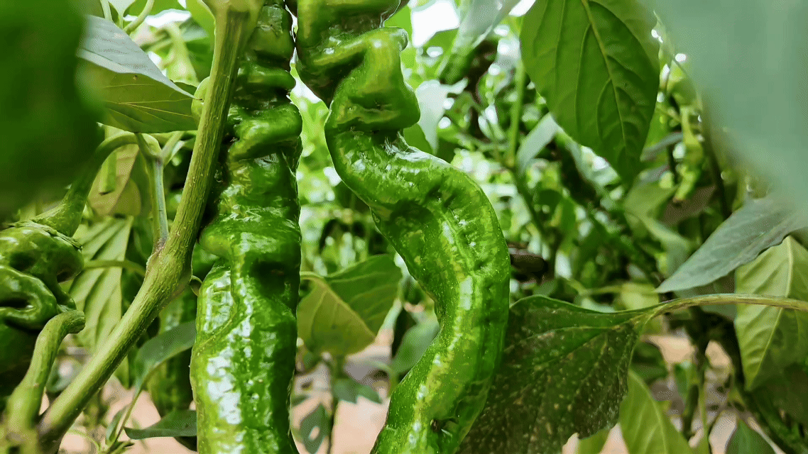 “高冷”经济看发展｜鲜行千里！高原冷凉蔬菜端上粤港澳餐桌(图1)