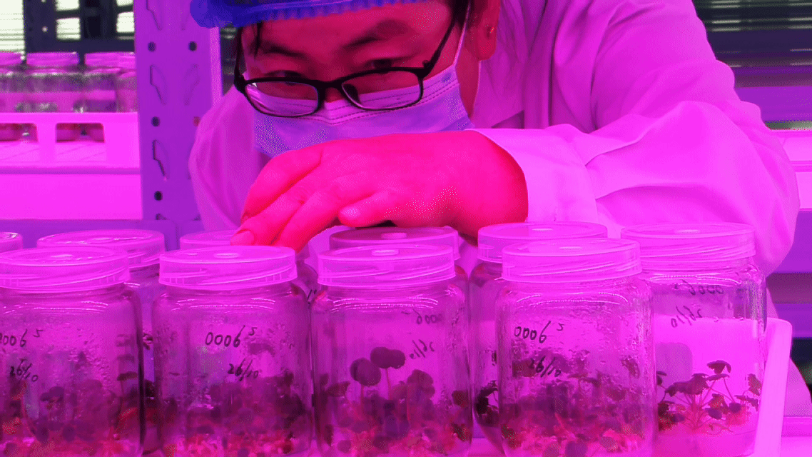 “高冷”经济看发展｜鲜行千里！高原冷凉蔬菜端上粤港澳餐桌(图2)