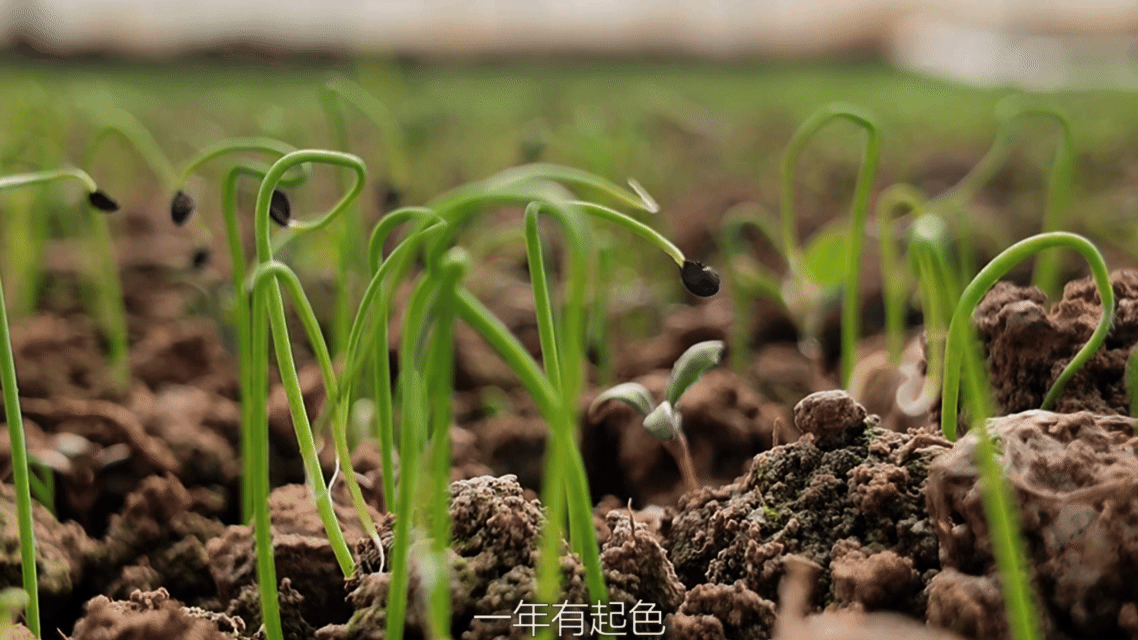 “高冷”经济看发展｜鲜行千里！高原冷凉蔬菜端上粤港澳餐桌(图3)