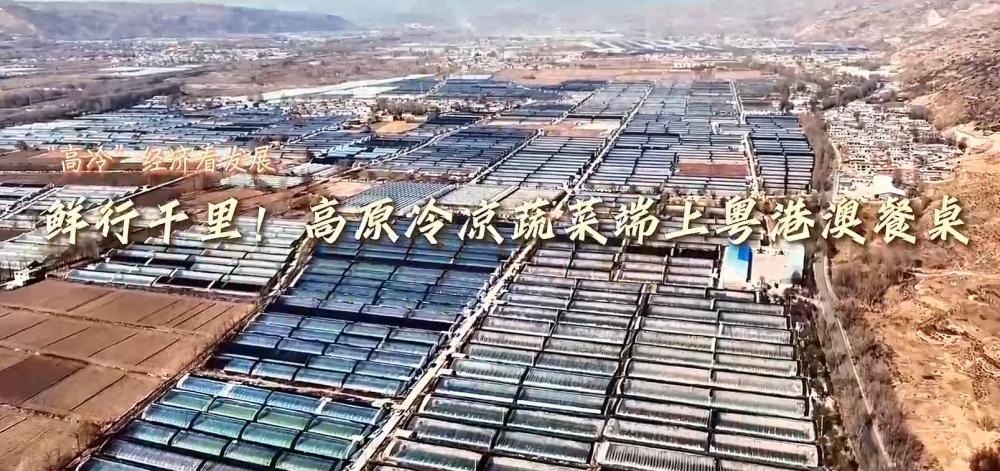 “高冷”经济看发展｜鲜行千里！高原冷凉蔬菜端上粤港澳餐桌(图5)