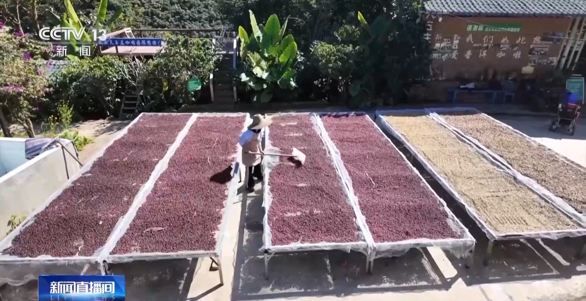 一粒豆一颗柑中国味道饮品里藏着“绿色致富密码”(图2)