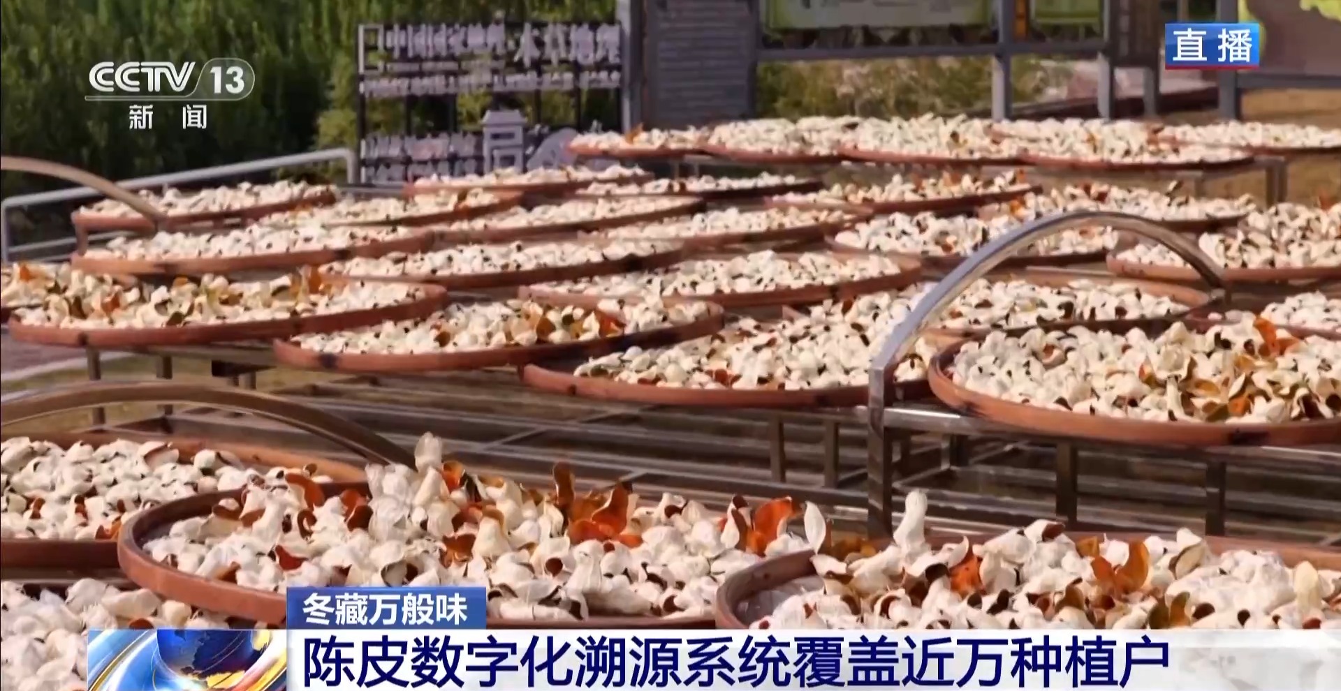 一粒豆一颗柑中国味道饮品里藏着“绿色致富密码”(图12)