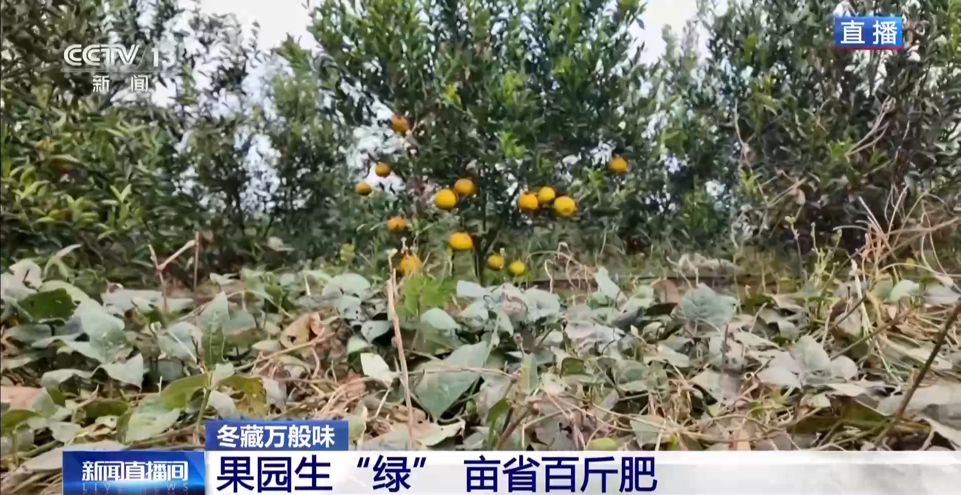 一粒豆一颗柑中国味道饮品里藏着“绿色致富密码”(图9)