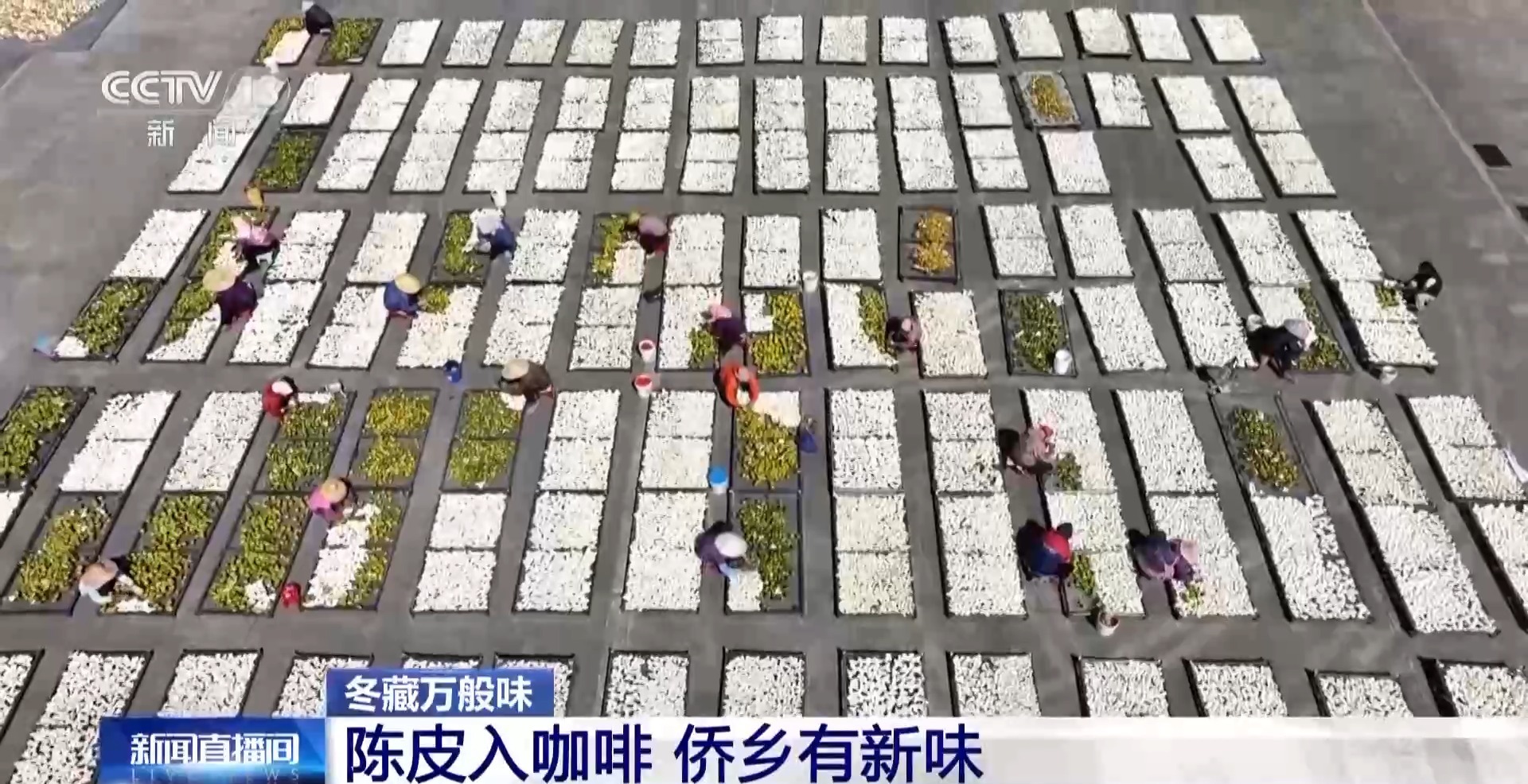 一粒豆一颗柑中国味道饮品里藏着“绿色致富密码”(图14)