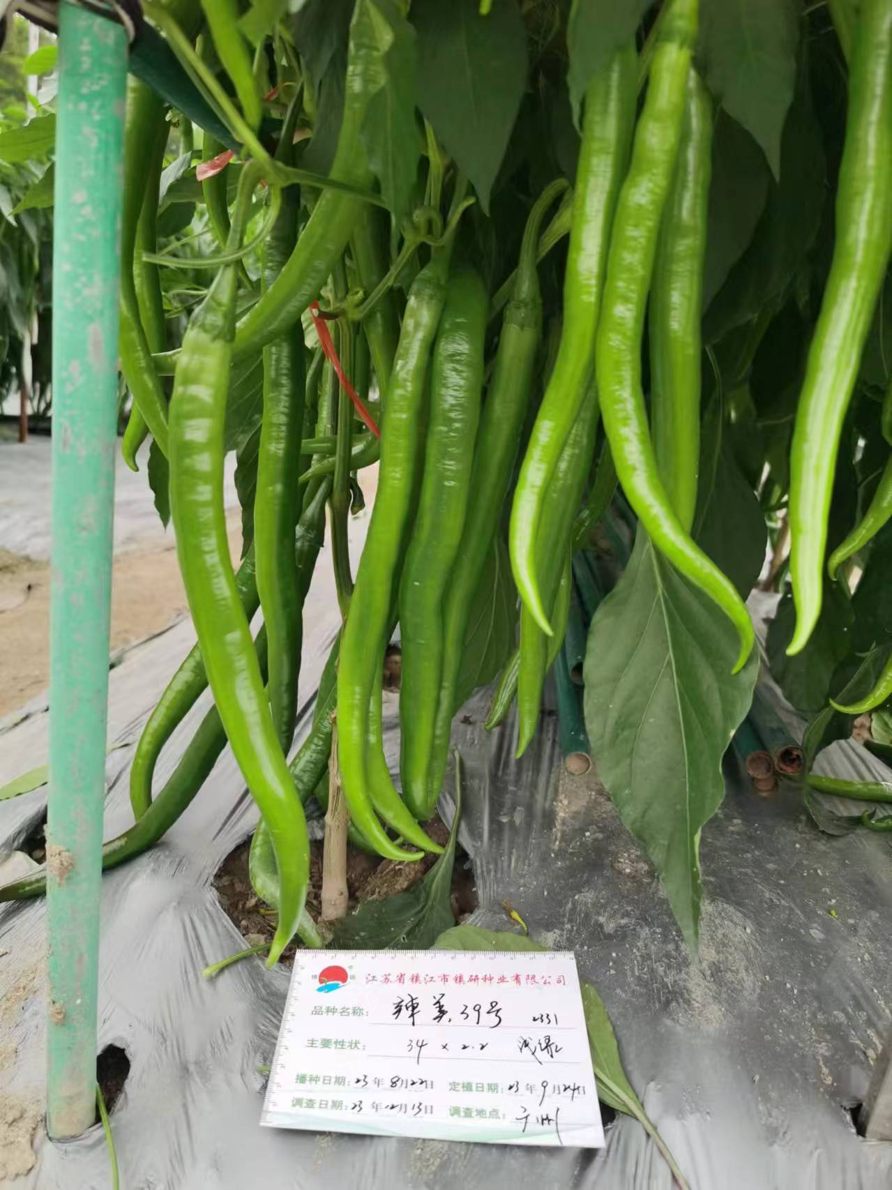 2025年下半年江苏线椒种子品牌选择指南(图2)