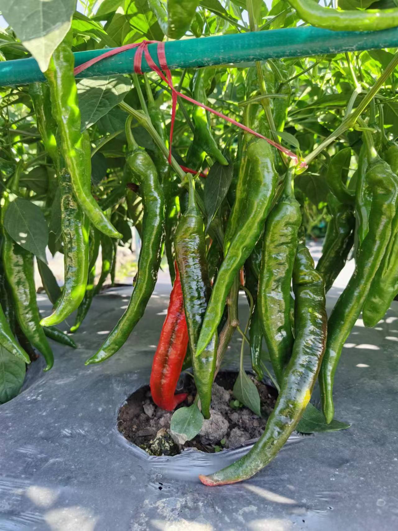 2025年下半年江苏线椒种子品牌选择指南(图1)