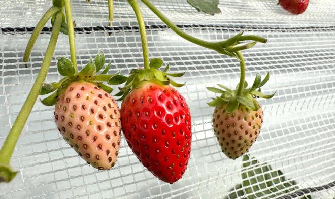 南京溧水｜长乐社区：玩转“甜蜜经济”(图1)