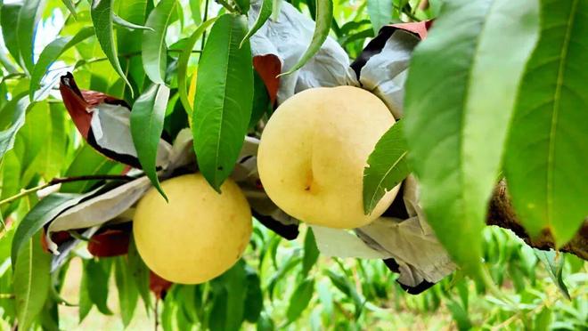 南京溧水｜长乐社区：玩转“甜蜜经济”(图5)