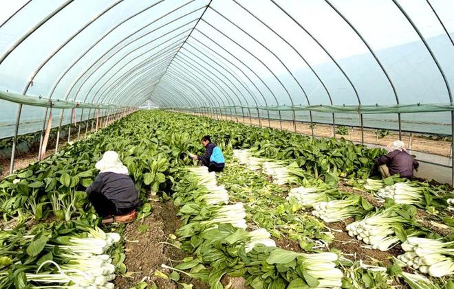 南京溧水｜长乐社区：玩转“甜蜜经济”(图3)