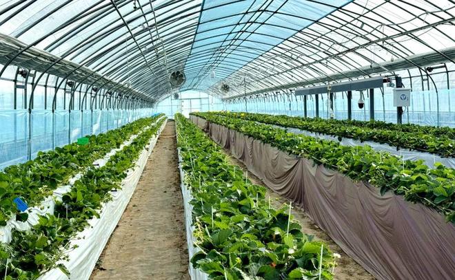 南京溧水｜长乐社区：玩转“甜蜜经济”(图6)